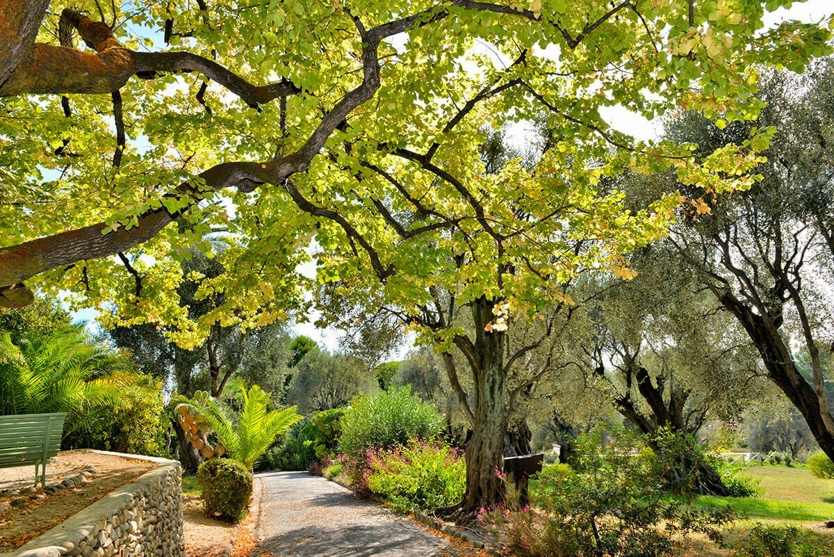 Jardin du domaine des Colettes - Musée Renoir